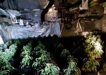 Arrestohet në Angli shqiptari që hapi plantacion kanabisi në Greqi 16 vite më parë