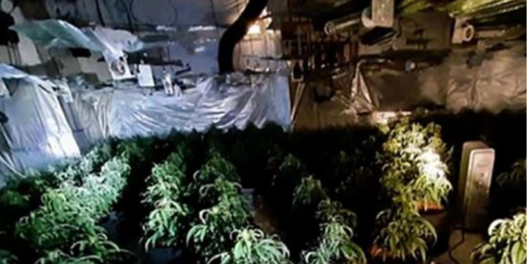 Arrestohet në Angli shqiptari që hapi plantacion kanabisi në Greqi 16 vite më parë