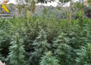 Plantacion mariuane në Spanjë, arrestohen 3 shqiptarë