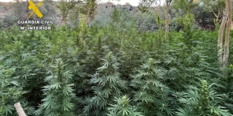 Plantacion mariuane në Spanjë, arrestohen 3 shqiptarë