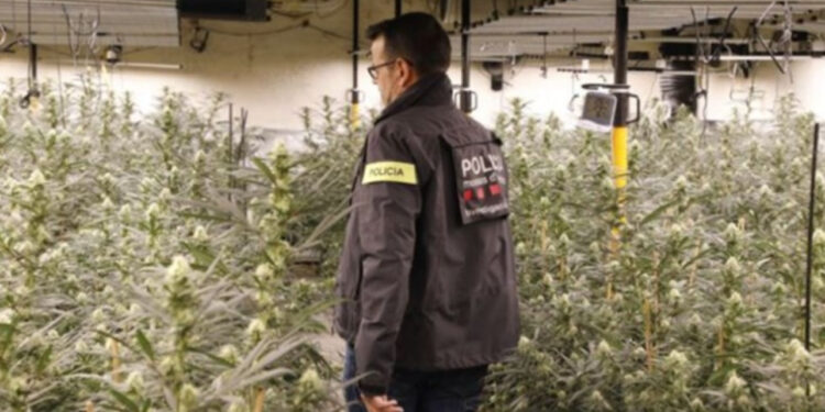 Shqiptarët dominojnë burgjet e Spanjës për krime droge