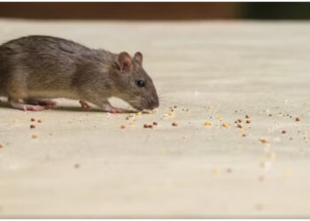 E pabesueshme! Miu detyron avionin të bëjë ulje të detyrueshme