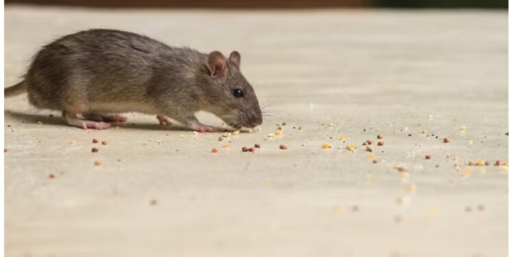 E pabesueshme! Miu detyron avionin të bëjë ulje të detyrueshme