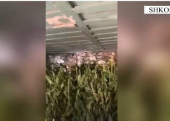 Zbulohen dy shtëpi bari në Shkodër, arrestohet në flagrancë 46 vjeçari