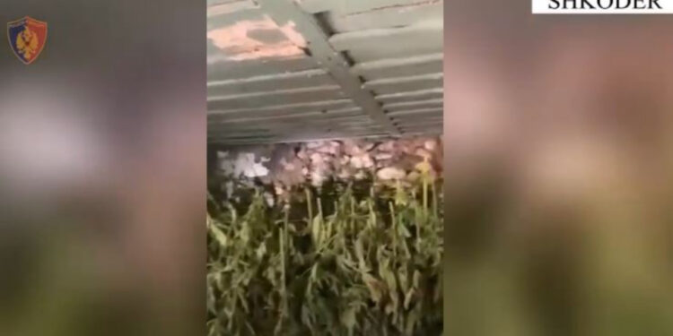 Zbulohen dy shtëpi bari në Shkodër, arrestohet në flagrancë 46 vjeçari