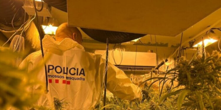 Arrestohet 29-vjeçari shqiptar në Spanjë pasi u kap në shtëpi bari