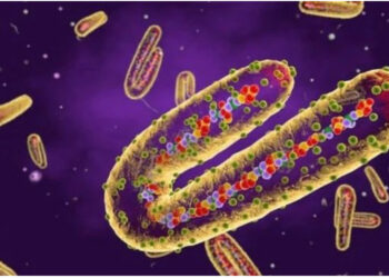 Shpërthen virusi Marburg, 6 viktima deri tani