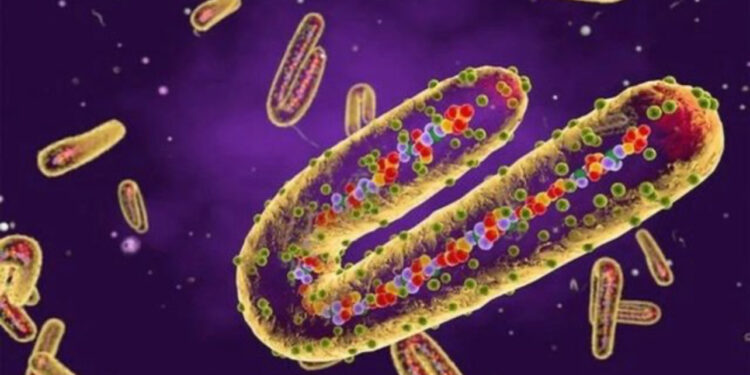 Shpërthen virusi Marburg, 6 viktima deri tani