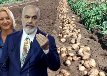 Fundosen fermerët shqiptarë/ Importet ulin çmimin e shitjes së patates, në Korçë po e shesin prodhimin nën kosto
