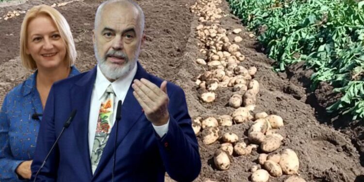 Fundosen fermerët shqiptarë/ Importet ulin çmimin e shitjes së patates, në Korçë po e shesin prodhimin nën kosto