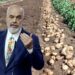 Fundosen fermerët shqiptarë/ Importet ulin çmimin e shitjes së patates, në Korçë po e shesin prodhimin nën kosto