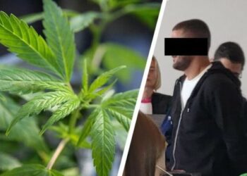 U kapën në magazinën me kanabis me vlerën 800 mijë euro, 5 shqiptarët përballen me drejtësinë belge