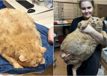 FOTO/ Nuk mund të ecte, macja 13 kg mbipeshë nis dietën dhe ushtrimet fizike