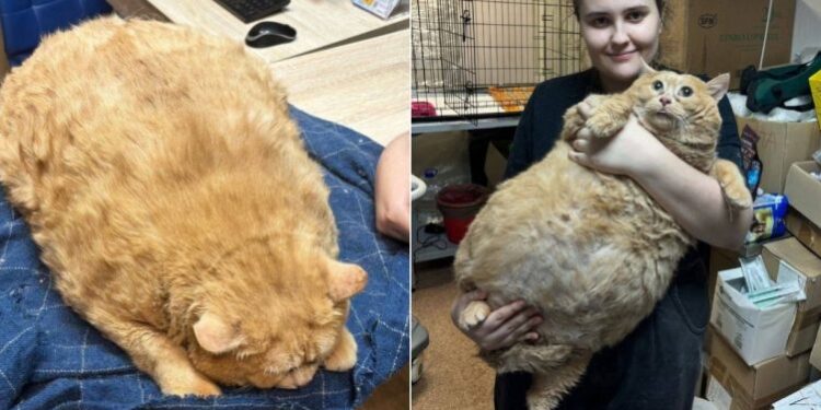 FOTO/ Nuk mund të ecte, macja 13 kg mbipeshë nis dietën dhe ushtrimet fizike