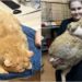 FOTO/ Nuk mund të ecte, macja 13 kg mbipeshë nis dietën dhe ushtrimet fizike