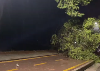 FOTO/ Moti i keq përfshin Vlorën, pema e rrëzuar bllokon qarkullimin