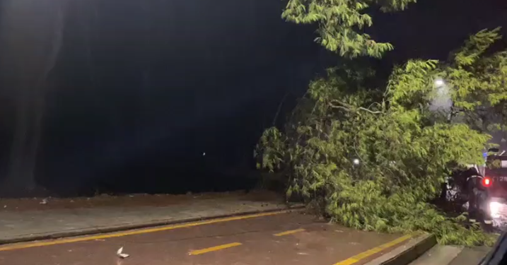 FOTO/ Moti i keq përfshin Vlorën, pema e rrëzuar bllokon qarkullimin