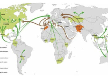 Raporti vjetor i antidrogës italiane: Rrjetet kriminale shqiptare po forcohen në Itali
