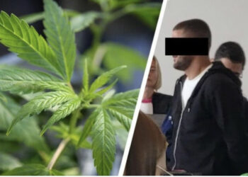 U kapën në fermën e kanabisit me vlerë 800 mijë euro, dënimet për 5 shqiptarët