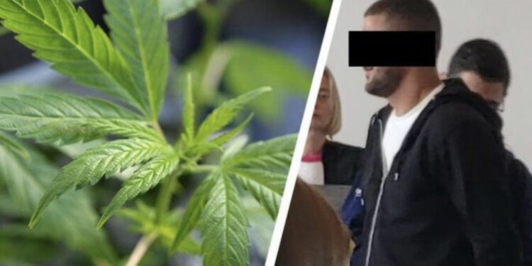 U kapën në fermën e kanabisit me vlerë 800 mijë euro, dënimet për 5 shqiptarët