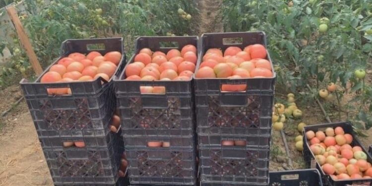 Fermerët braktisin tokat: U penduam që u kthyem nga emigrimi sepse falimentuam, nuk nxjerrim dot shpenzimet