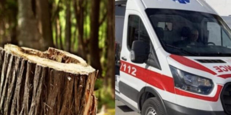 Po e priste me motosharrë, pema e zë poshtë, humb jetën 53-vjeçari në Elbasan