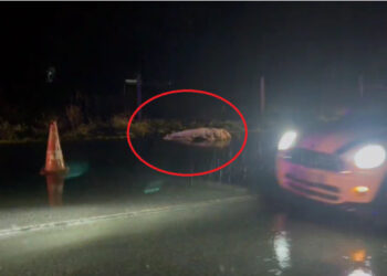 Emri/ Ja kush është 40-vjeçari që u përplas për vdekje në Pogradec