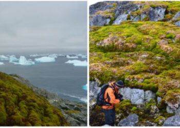 Studiuesit: Antarktida po gjelbërohet me shpejtësi dramatike ndërsa ngrohja globale po ngroh më shumë se mesatarja