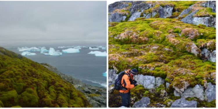 Studiuesit: Antarktida po gjelbërohet me shpejtësi dramatike ndërsa ngrohja globale po ngroh më shumë se mesatarja