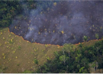 Sipërfaqja e pyjeve të djegura në Brazil, më e madhe se sa ajo e Bjellorurisë