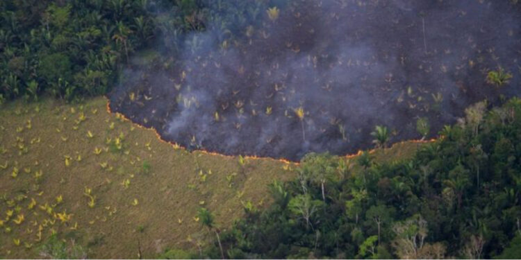 Sipërfaqja e pyjeve të djegura në Brazil, më e madhe se sa ajo e Bjellorurisë