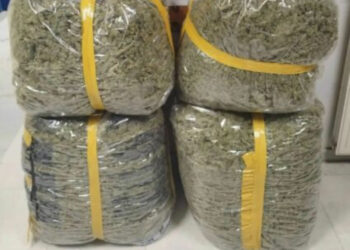 Kapet një sasi e madhe marijuanë në Greqi, dy shqiptarë në kërkim për organizim trafiku