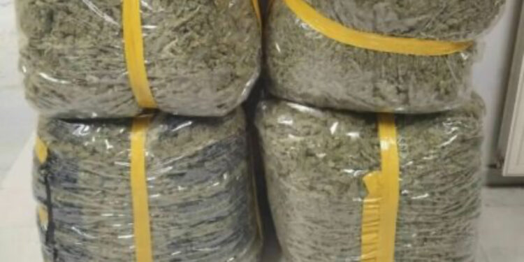 Kapet një sasi e madhe marijuanë në Greqi, dy shqiptarë në kërkim për organizim trafiku