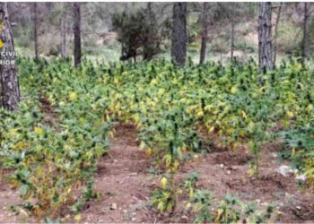 Plantacion me drogë në Spanjë, arrestohen dy shqiptarë, policia zbuloi mbi 8 mijë bimë marijuanë!