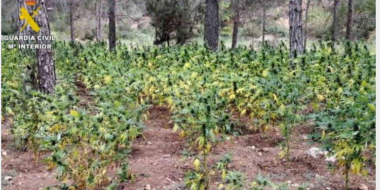 Plantacion me drogë në Spanjë, arrestohen dy shqiptarë, policia zbuloi mbi 8 mijë bimë marijuanë!