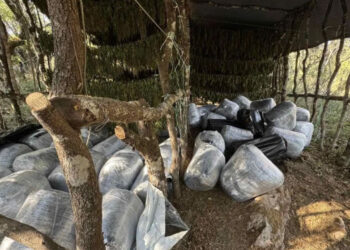 Zbulohet parcela me mbi 1200 rrënjë marijuanë, në Greqi arrestohet shqiptari