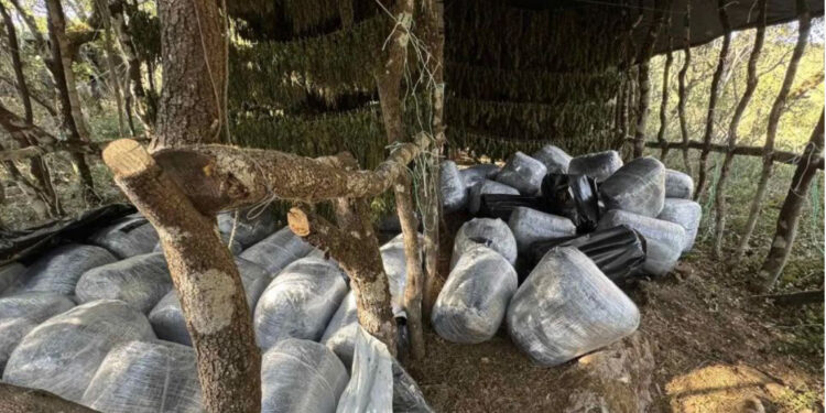 Zbulohet parcela me mbi 1200 rrënjë marijuanë, në Greqi arrestohet shqiptari
