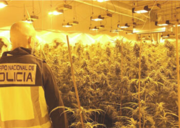 Si policia britanike po godet bandat kriminale shqiptare, BBC: Kontrabandojnë njerëz në Britaninë e Madhe dhe i detyrojnë të punojnë në fermat e kanabisit