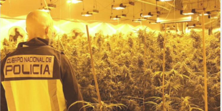 Si policia britanike po godet bandat kriminale shqiptare, BBC: Kontrabandojnë njerëz në Britaninë e Madhe dhe i detyrojnë të punojnë në fermat e kanabisit