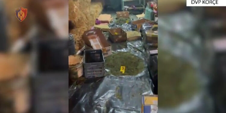 VIDEO/ Po e thanin, zbulohet një magazinë kanabisi në Korçë