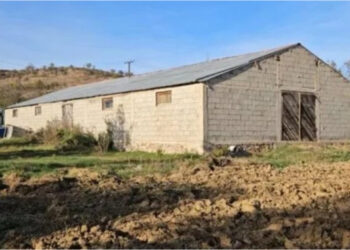 EMRI/ Identifikohet organizatori i punishtes së kanabisit në Korçë