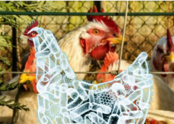 SKANDALI/ Mijëra tonë mish pule me SALMONELË në treg, kush është KOMPANIA importuese!