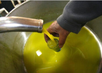 Çmimi i vajit të ullirit arrin rekord këtë vit, shkon deri në 1,100 lekë/litër