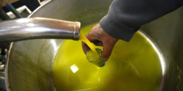 Çmimi i vajit të ullirit arrin rekord këtë vit, shkon deri në 1,100 lekë/litër