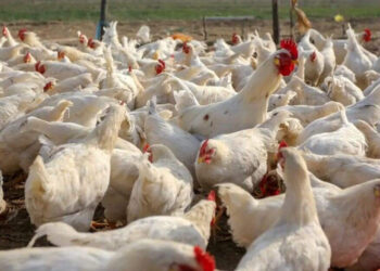 Konfirmohet gripi i shpendëve në Tiranë