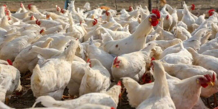 Konfirmohet gripi i shpendëve në Tiranë