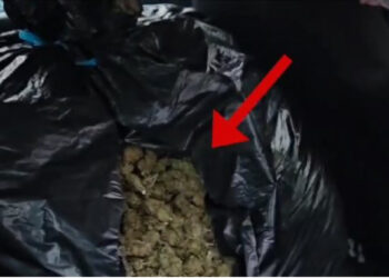 Operacion antidrogë në Tepelenë, arrestohen 4 persona