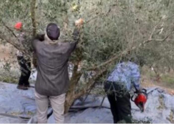 Ishte duke punuar te ullinjtë! Humb jetën tragjikisht 48-vjeçari shqiptar në Greqi