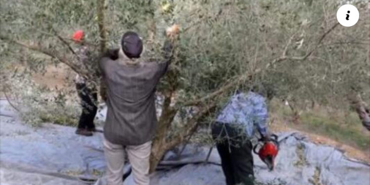 Ishte duke punuar te ullinjtë! Humb jetën tragjikisht 48-vjeçari shqiptar në Greqi