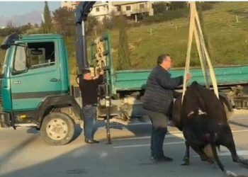 VIDEO/ Aksident te “Unaza e Madhe” në Tiranë, makina përplas një lopë në mes të rrugës